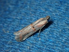 Psorosa dahliella