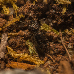 Notiophilus germinyi