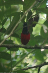Erythropitta ussheri