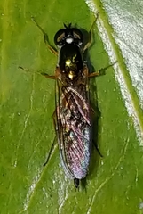 Sargus bipunctatus