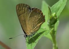 Heliophorus