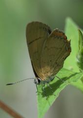Heliophorus
