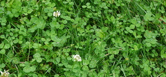 Trifolium repens