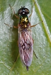 Sargus bipunctatus