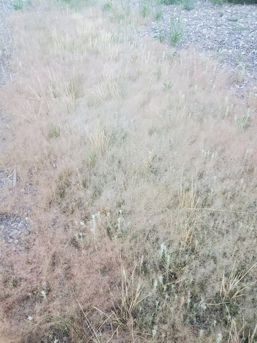 Muhlenbergia minutissima, 2020-09-06