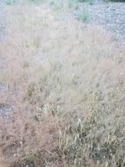 Muhlenbergia minutissima