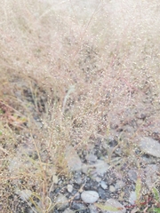 Muhlenbergia minutissima