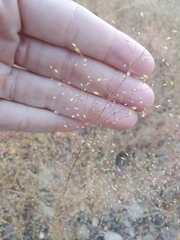 Muhlenbergia minutissima