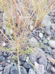 Muhlenbergia minutissima