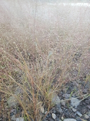 Muhlenbergia minutissima