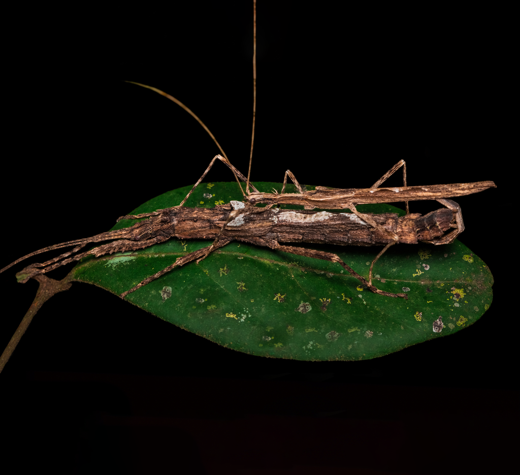 Xerosomatini