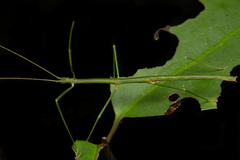 Exocnophila