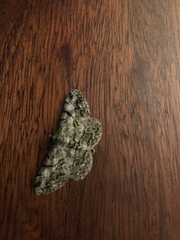 Peribatodes rhomboidaria