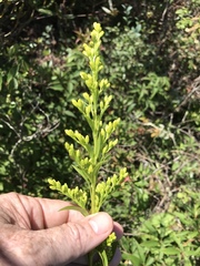 Solidago simulans
