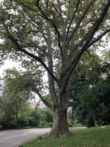 The London Plane of the Reservoir