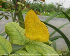 Phoebis argante chincha