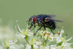 Epicampocera succincta