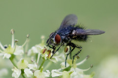 Epicampocera succincta