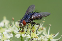 Epicampocera succincta