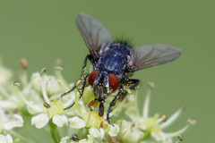 Epicampocera succincta