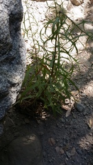 Malacothrix saxatilis tenuifolia