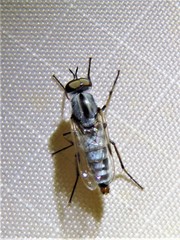 Ozodiceromyia notata