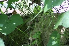 Sceloporus torquatus