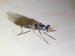 Ozodiceromyia notata