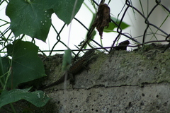 Sceloporus