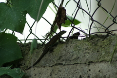 Sceloporus