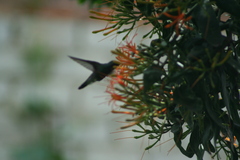 Cynanthus latirostris