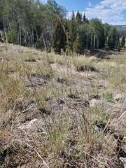 Blepharoneuron tricholepis