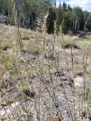 Blepharoneuron tricholepis