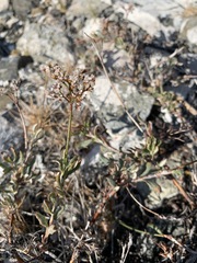 Eriogonum microtheca