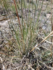 Blepharoneuron tricholepis