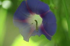 Ipomoea purpurea