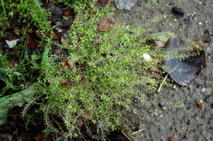 Lepidium ruderale