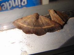 Epidromia rotundata