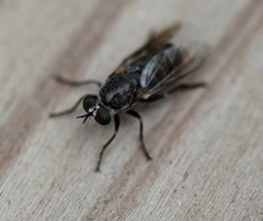 Atomosia melanopogon