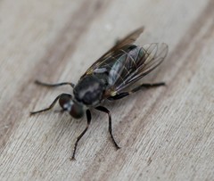 Atomosia melanopogon