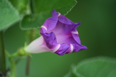 Ipomoea purpurea
