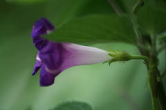 Ipomoea purpurea