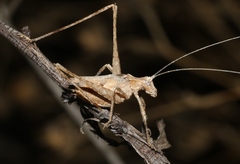 Brachyinsara hemiptera