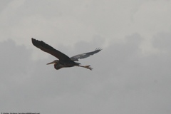 Ardea purpurea manilensis