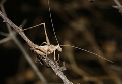 Brachyinsara hemiptera