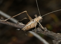 Brachyinsara hemiptera