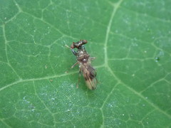 Sphyracephala brevicornis