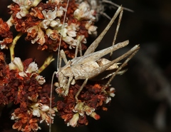 Brachyinsara hemiptera
