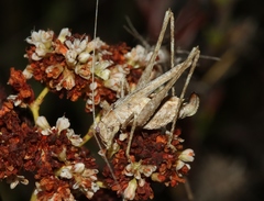 Brachyinsara hemiptera