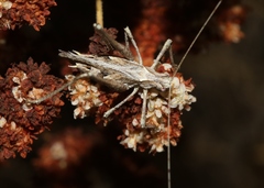 Brachyinsara hemiptera